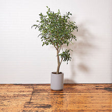 Load image into Gallery viewer, Artificial Ficus Tree in White Pot
