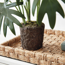 Load image into Gallery viewer, Monstera plant