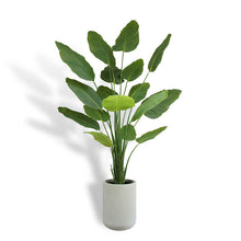 Load image into Gallery viewer, 8' Bird of Paradise Tree in Modern Gray Planter