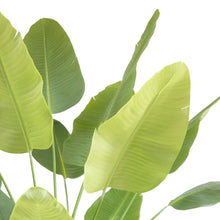 Load image into Gallery viewer, 8' Bird of Paradise Tree in Modern Gray Planter