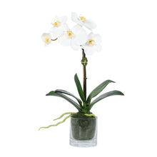Load image into Gallery viewer, Faux Orchid Plant in Glass Vase Vivian Rose Shop