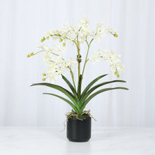 Load image into Gallery viewer, Faux Wild Vanda Orchids in Black Cylinder Vase – Vivian Rose Shop