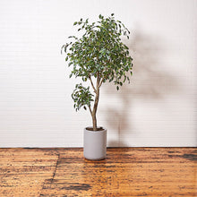 Load image into Gallery viewer, Faux Ficus Tree