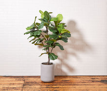 Load image into Gallery viewer, Artificial Fiddle Leaf Fig Tree with Artisan Planter CG Hunter