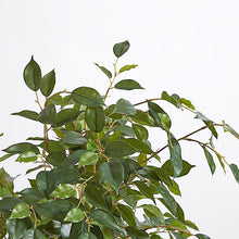 Load image into Gallery viewer, Artificial Ficus Tree