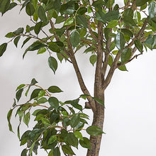 Load image into Gallery viewer, Indoor Ficus Tree in Pot