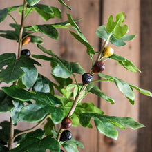 Load image into Gallery viewer, Artificial Silk Fig Tree In Pot RusticReach