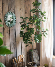 Load image into Gallery viewer, Artificial Silk Fig Tree In Pot RusticReach