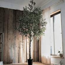 Load image into Gallery viewer, Extra Large Tall Olive Tree 118" Tall RusticReach