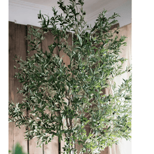Load image into Gallery viewer, Extra Large Tall Olive Tree 118" Tall RusticReach
