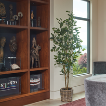 Load image into Gallery viewer, 7' Citrus Lemon Tree CG Hunter