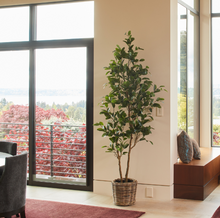 Load image into Gallery viewer, 7' Citrus Lemon Tree CG Hunter