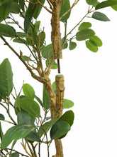 Load image into Gallery viewer, 7' Citrus Lemon Tree CG Hunter