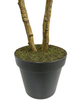 Load image into Gallery viewer, 7' Citrus Lemon Tree CG Hunter