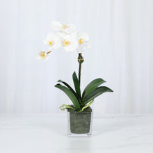 Load image into Gallery viewer, Mini Orchid Arrangement in Square Glass Vase Vivian Rose Shop