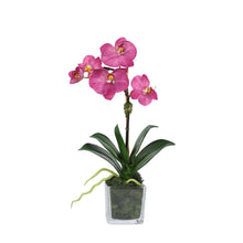 Load image into Gallery viewer, Mini Orchid Arrangement in Square Glass Vase Vivian Rose Shop