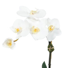 Load image into Gallery viewer, White orchid in a clear vase on a white background