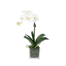 Load image into Gallery viewer, Mini Orchid Arrangement in Square Glass Vase Vivian Rose Shop