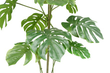 Load image into Gallery viewer, Monstera Tree