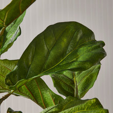 Load image into Gallery viewer, Fiddle Leaf Fig Tree 43" Napa Home & Garden