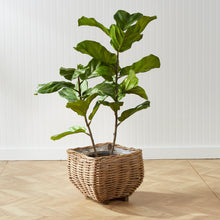 Load image into Gallery viewer, Fiddle Leaf Fig Tree 43" Napa Home & Garden