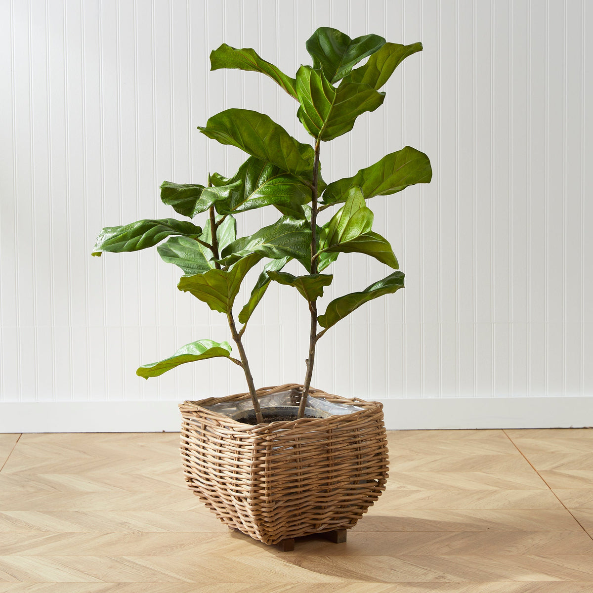 buy live fiddle leaf fig tree Fiddle Leaf Fig Tree 43" – Vivian Rose Shop