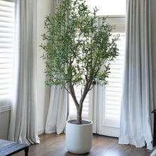 Load image into Gallery viewer, 8' Olive Tree Potted in White Stone Pot