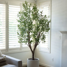 Load image into Gallery viewer, 8' Olive Tree Potted in White Stone Pot