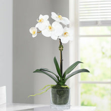 Load image into Gallery viewer, Faux Orchid Plant in Glass Vase Vivian Rose Shop