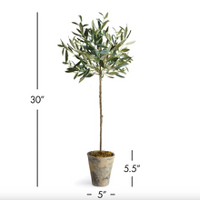 Load image into Gallery viewer, Olive Tree Potted Vivian Rose Shop