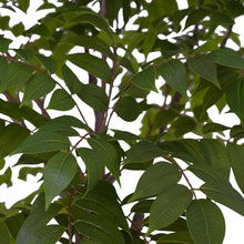 Load image into Gallery viewer, 7' Faux Potted Sumac Tree CG Hunter