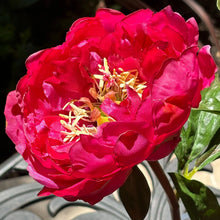 Load image into Gallery viewer, silk peony flower arrangement