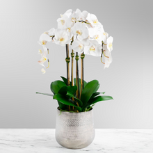 Load image into Gallery viewer, Tall Faux Orchid Arrangement in Vase Vivian Rose Shop