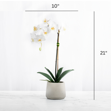 Load image into Gallery viewer, Artificial Orchid Plant White Orchid Plant Vivian Rose Shop