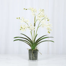 Load image into Gallery viewer, Vanda Orchid Arrangement in Clear Glass Vase – Vivian Rose Shop