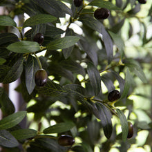Load image into Gallery viewer, 6’ Artificial Olive Tree with White Decorative Planter Nearly Natural