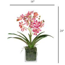 Load image into Gallery viewer, Faux pink Vanda orchid arrangement in clear glass vase – preserved moss base | Vivian Rose Shop