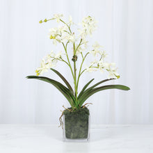 Load image into Gallery viewer, Faux White Vanda Orchids in Square Glass Vase – Vivian Rose Shop