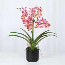 Load image into Gallery viewer, Realistic pink Vanda orchids in black cylinder vase – faux orchid arrangement | Vivian Rose Shop