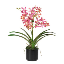 Load image into Gallery viewer, Wild Vanda orchids in black cylinder vase – artificial pink orchid arrangement | Vivian Rose Shop