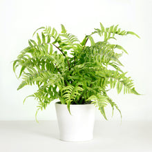 Load image into Gallery viewer, Artificial fern plant in white planter - fake house plant