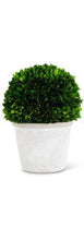 Load image into Gallery viewer, 6" preserved boxwood ball in white planter vivian-rose.shop 6 inch