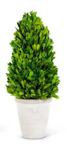 Load image into Gallery viewer, Preserved boxwood cone topiary tree in white planter - Vivian Rose - vivian-rose.shop - Wayfair
