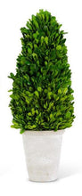 Load image into Gallery viewer, Preserved boxwood topiary tree in white planter - Vivian Rose - Wayfair