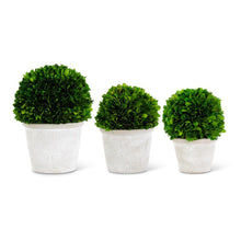 Load image into Gallery viewer, Preserved Boxwood Ball Topiaries