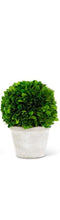 Load image into Gallery viewer, 5" preserved boxwood ball in white planter vivian-rose.shop 5 inch