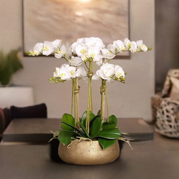 Why orchid plants and orchid arrangements are a MUST have for the home