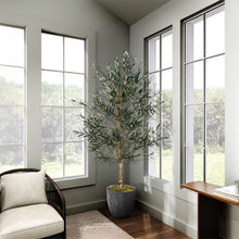 Load image into Gallery viewer, Olive Tree in White Planter 7.5' DWSilks
