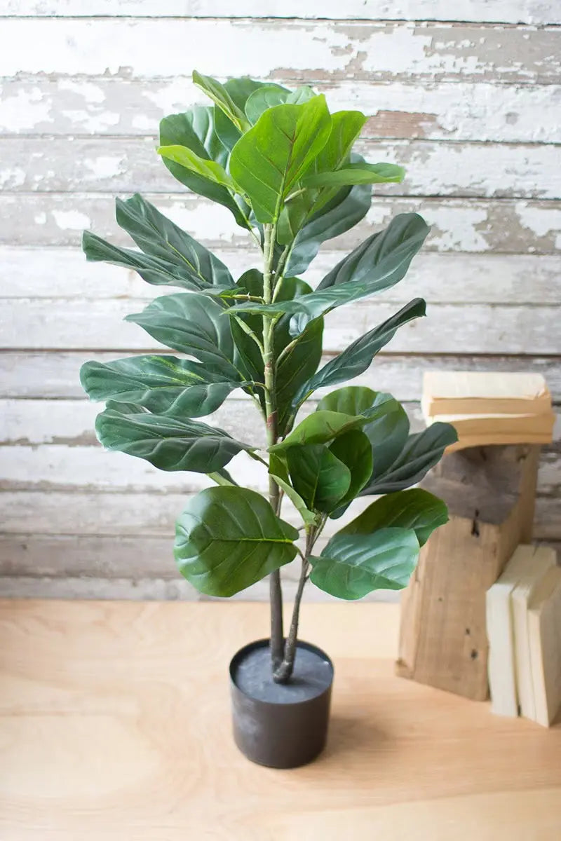 alter von olivenbaum bestimmen Olivenbaum (Olea europaea) – 60–90 cm