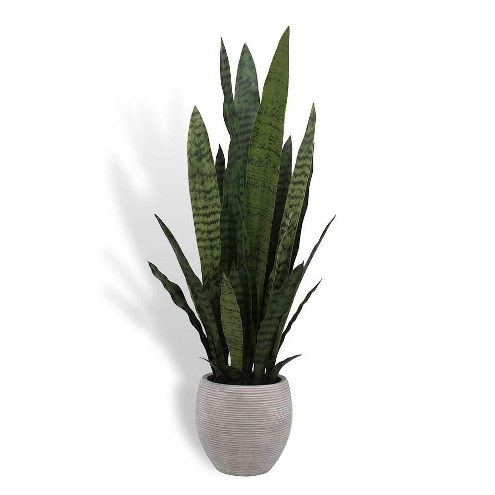 40IN Snake Plant CG Hunter